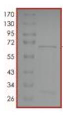 SDS-PAGE (GNA13-187H).jpg